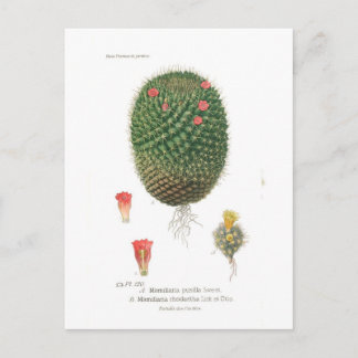Mamillaria species postcard