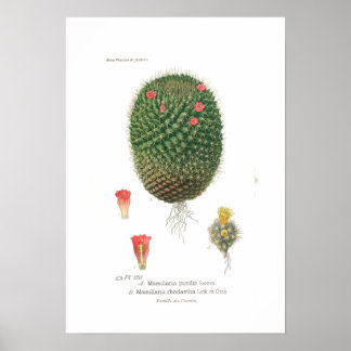 Mamillaria species poster