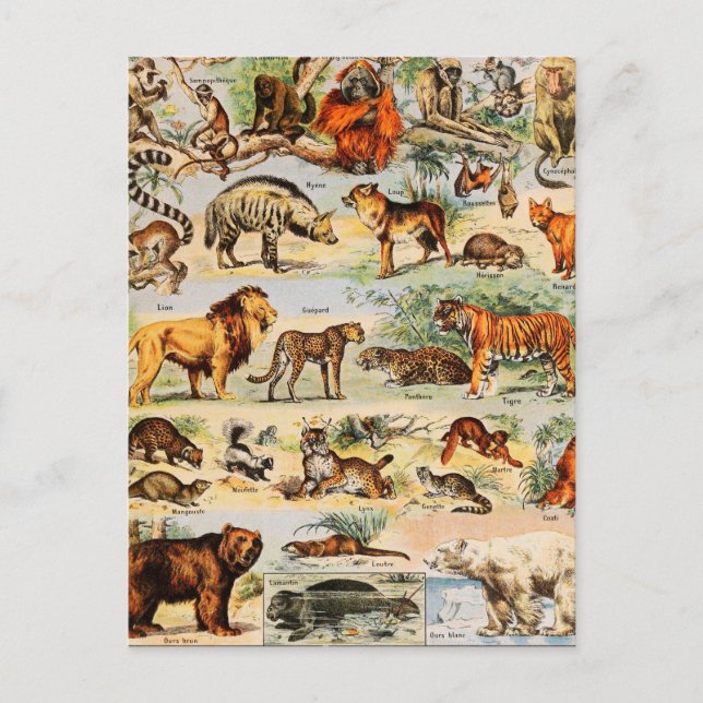 Mammal Kingdom Postcard (Front)