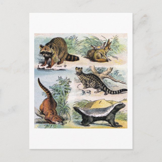 Mammals:  five small illustrations postcard (Front)