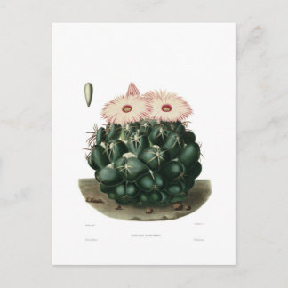 Mammillaria elephantidens postcard