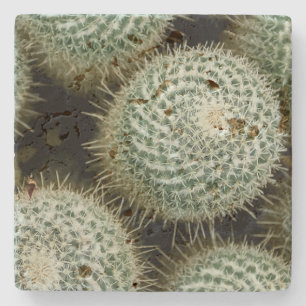 Mammillaria hahniana  stone coaster