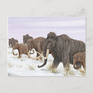 Mammoth Family Postcard