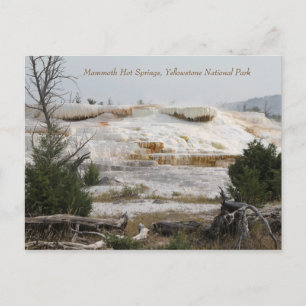 Mammoth Hot Springs, Yellowstone National Park Postcard
