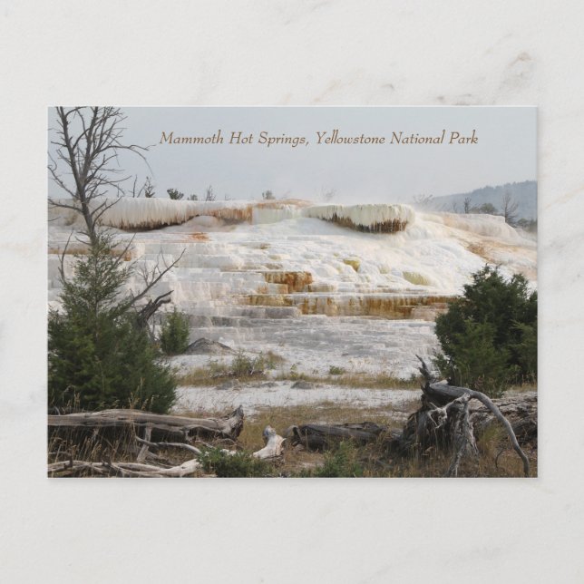 Mammoth Hot Springs, Yellowstone National Park Postcard (Front)