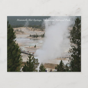 Mammoth Hot Springs, Yellowstone National Park Postcard