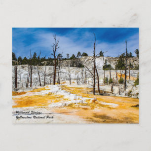 Mammoth Springs Yellowstone National Park Postcard