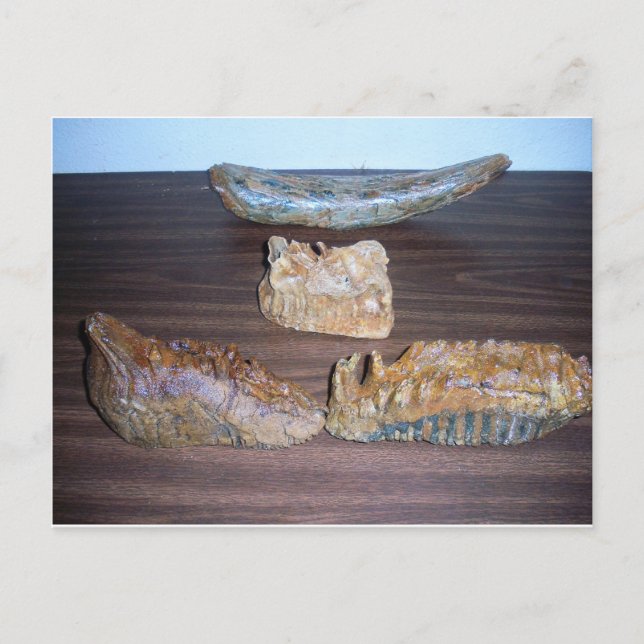 mammoth teeth tusk tip postcard (Front)