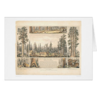 Mammoth Tree Grove (0976A)
