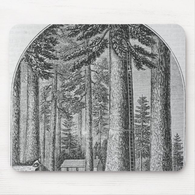 Mammoth tree grove in the Valley of the Mouse Mat (Front)
