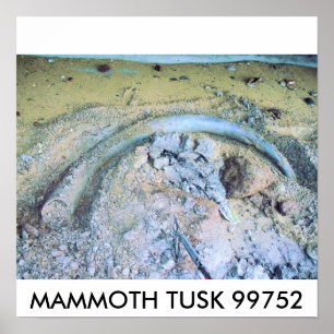 mammoth tusk (2), MAMMOTH TUSK 99752 Poster