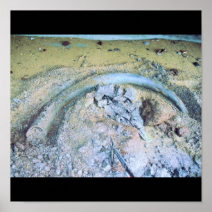 mammoth tusk (2) poster