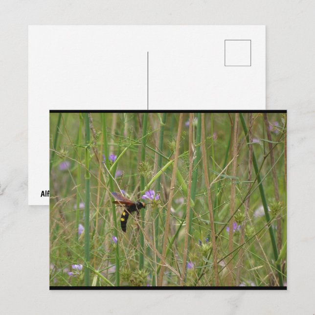 Mammoth Wasp in Flight Postcard (Front/Back)