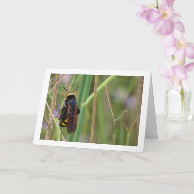 Mammoth wasp - Megascolia maculata Card (Orchid)