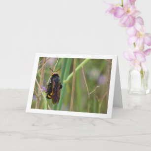 Mammoth wasp - Megascolia maculata Card