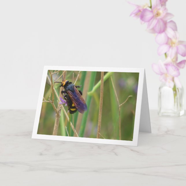 Mammoth wasp - Megascolia maculata Card (Orchid)