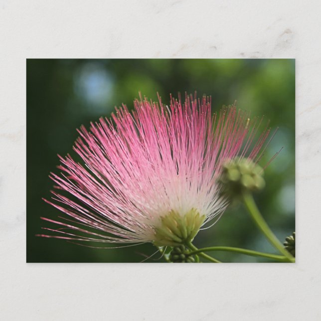 Mamosa Postcard (Front)