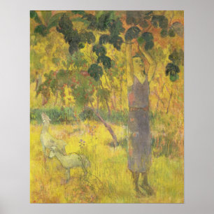 Man Picking Fruit from a Tree, 1897 Poster