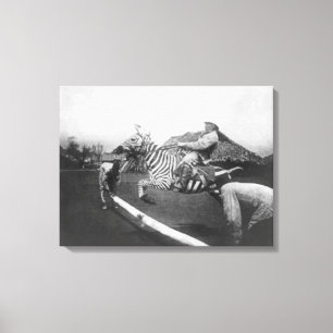 Man Riding Zebra Jumping Fence Photograph Canvas Print