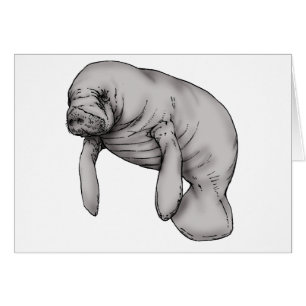 manatee art
