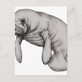 manatee art postcard