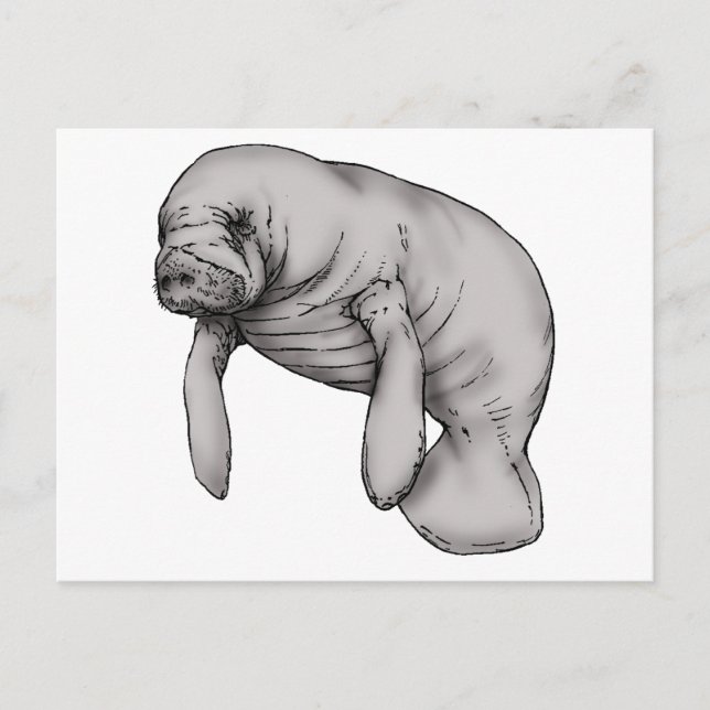 manatee art postcard (Front)