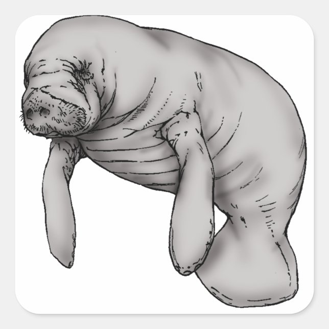 manatee art square sticker (Front)