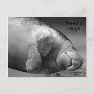 Manatee BW0196 "Need a Hug?" Postcard