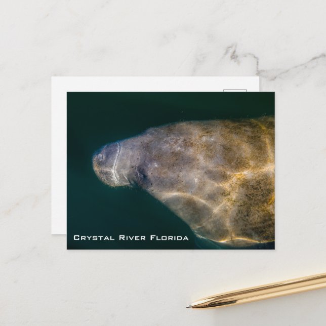 Manatee Crystal River Florida Postcard (Front/Back In Situ)