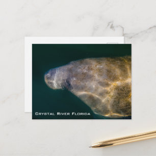 Manatee Crystal River Florida Postcard