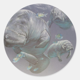 Manatee Family Classic Round Sticker