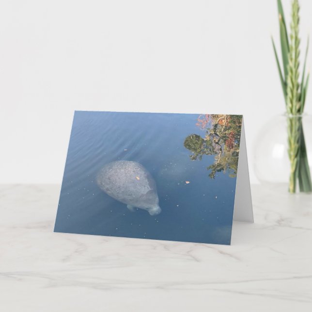 manatee greeting card #1 (blank inside)  (Front)
