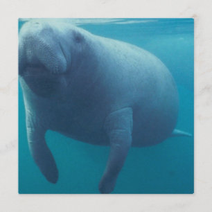 Manatee Invitation