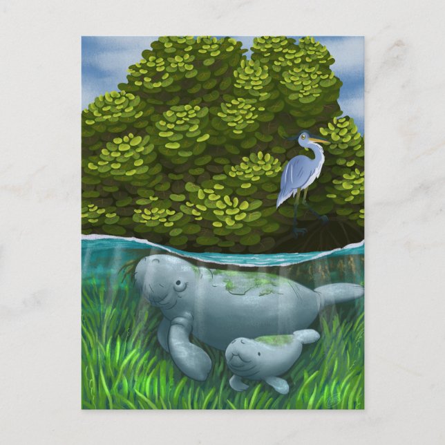 Manatee Mum and Calf Postcard (Front)