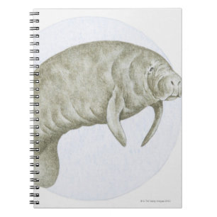 Manatee Notebook