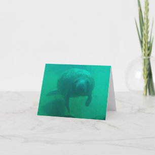Manatee Photo Folded Note Card