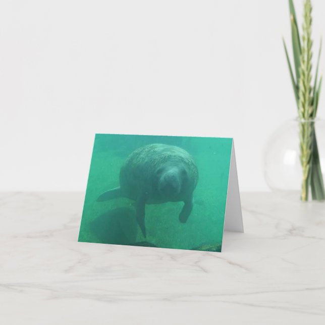 Manatee Photo Folded Note Card (Front)