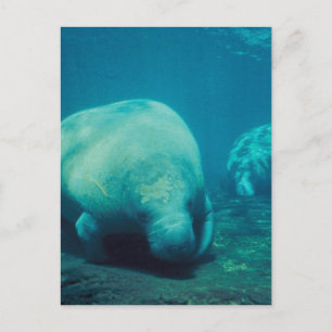 Manatee Photo Postcard