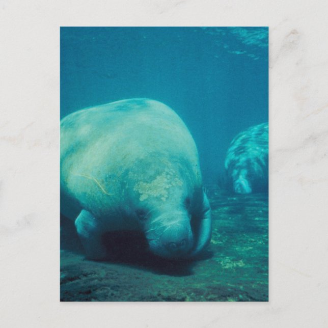 Manatee Photo Postcard (Front)