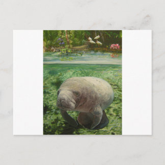 MANATEE POSTCARD