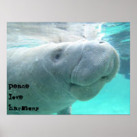 Manatee