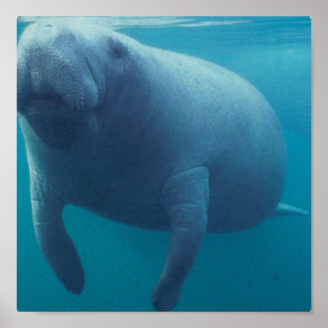 Manatee Poster Print (Front)