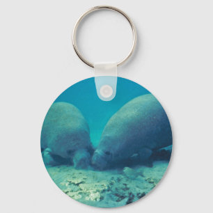 Manatee Rooting in Sand Key Ring