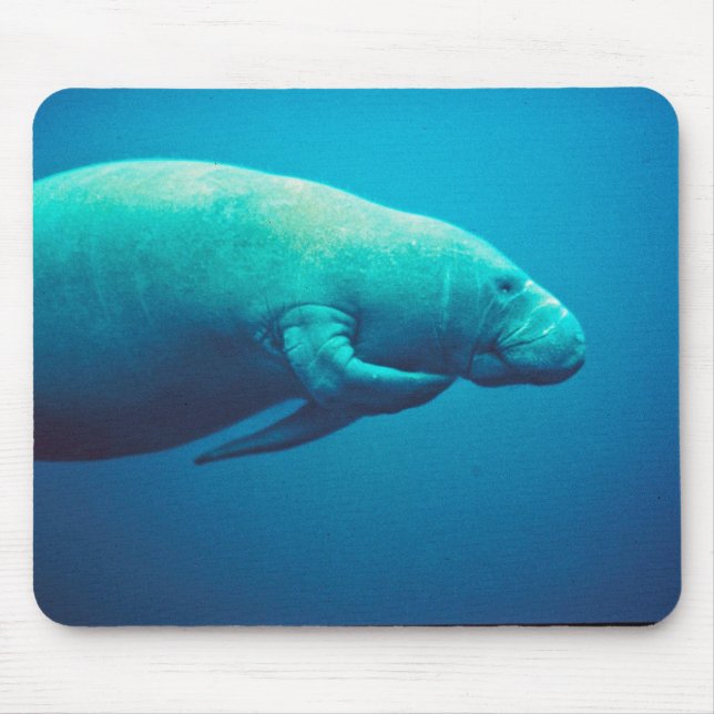 Manatee Scratching Mouse Mat (Front)