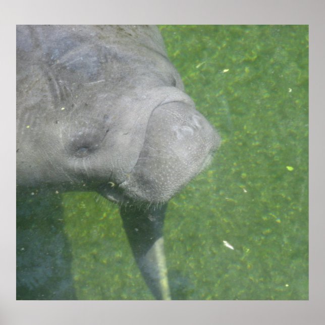 Manatee Smiles Poster (Front)