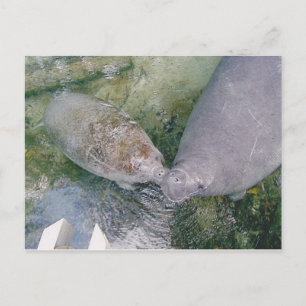 Manatee Smooch Post card