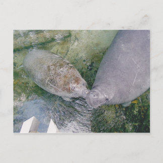 Manatee Smooch Post card