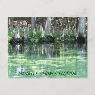 Manatee Springs Fl Postcard