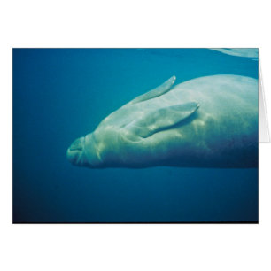 Manatee Stretching