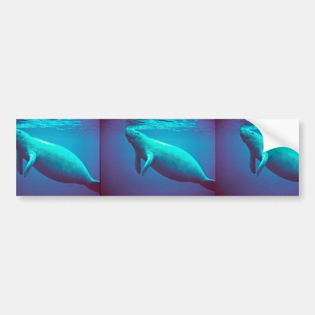 Manatee Surfacing to Breathe Bumper Sticker (Front)